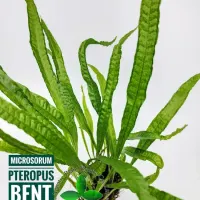microsorum-pteropus-bent-wing