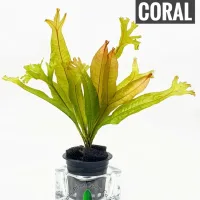 microsorum-pteropus-coral