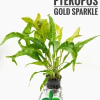 microsorum-pteropus-gold-sparkle