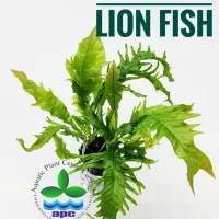 microsorum-pteropus-lion-fish