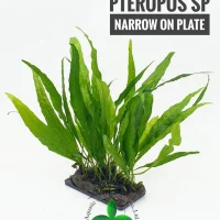 microsorum-pteropus-sp-narrow-on-plate