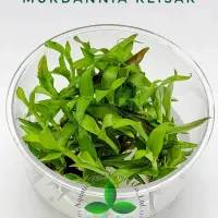 murdannia-keisak-tc-cup