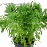 myriophyllum-elatinoides