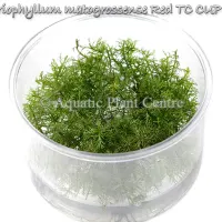 myriophyllum-matogrossense-red-tc-cup