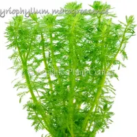 myriophyllum-matogrossense