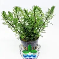 myriophyllum-matogrossense7