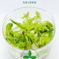 myriophyllum-mattogrossense-golden-tc-cup