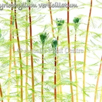 myriophyllum-verticillatum