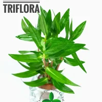 nesaea-triflora