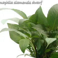 nomaphila-siamensis-dwarf