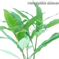 nomaphila-siamensis