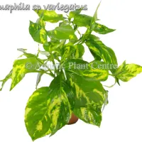 nomaphila-sp-variegatus