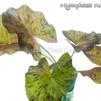 nymphaea-rubra-4fb48eab17e6e