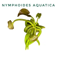 nymphoides-aquatica