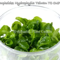 nymphoides-hydro-5bf7bb9e580d4