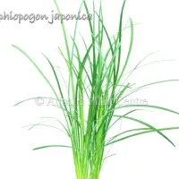 ophiopogon-japon-581adfb5846a3