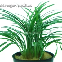 ophiopogon-pusil-581adfcb95f40