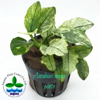 p514-anubias-nana-pinto