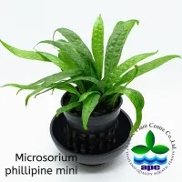 p577-microsorium-philippine-mini