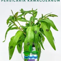 persicaria-kawagoeanum