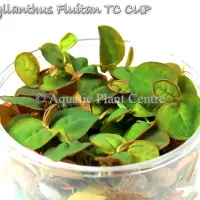 phyllanthus-flui-5bfbb353beed2
