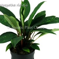 piptospatha-ridl-581adfebbaa7c