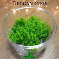 pogostemon-deccanensis-tc-cup-custom