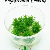 pogostemon-erectus-tc-cup
