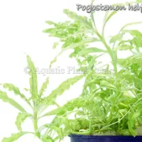 pogostemon-helfe-4fb48ef89b908