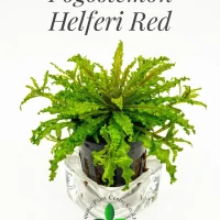 pogostemon-helferi-red