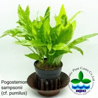 pogostemon-sampsonii-cf.-pumilus