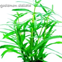 pogostemon-stell-581ae001be775