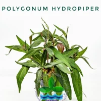 polygonum-hydropiper