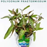 polygonum-praetermissum