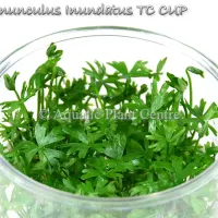 ranunculus-inund-5bf9092f93892