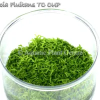 riccia-fluitans--5bfbb59900ffe