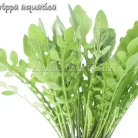 rorippa-aquatica-4fb48f17280c4