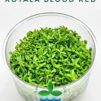 rotala-blood-red-tc-cup