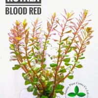 rotala-blood-red