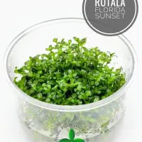 rotala-florida-sunset