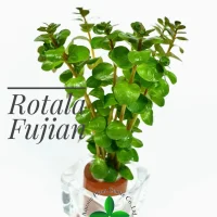 rotala-fujian-new
