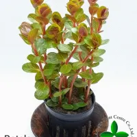 rotala-hra