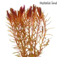 rotala-indica-4fb48fe88513d
