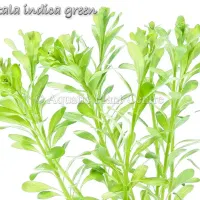 rotala-indica-gr-4fb48f6c0da4c