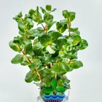 rotala-macranda-shimoga