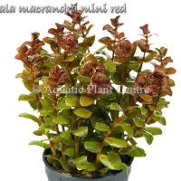 rotala-macrandra-5b601325627ea