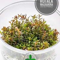 rotala-macrandra-mini-butterfly