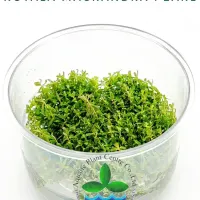 rotala-macrandra-pearl-tc-cup