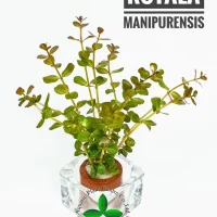 rotala-manipurensis