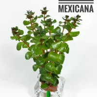 rotala-mexicana